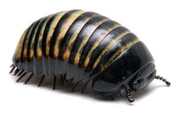 Zephronia sp. Malaysia